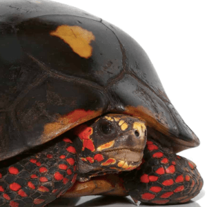Home 32 Suriname Red foot Tortoise For Sale 600x529 1