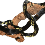 Tiger Rat snake