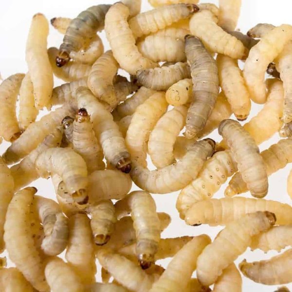 Waxworms