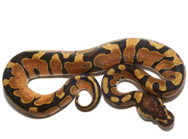 Yearling Male Enchi Ball Python