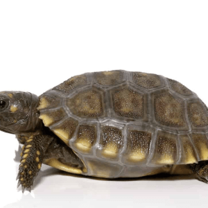 Yellowfoot Tortoise